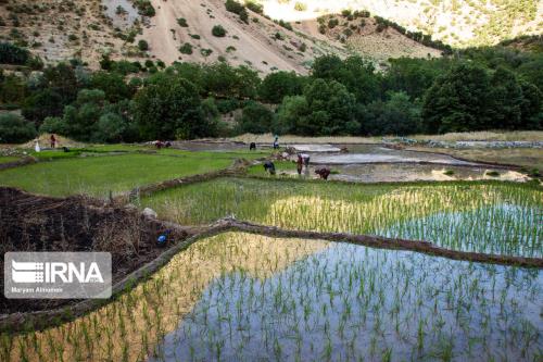 زراعت، ۷۰ درصد ارزش افزوده بخش کشاورزی را به وجود می آورد