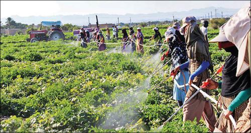 فرایند اجرایی استانداردهای الزامی 30 آفت کش بررسی گردید