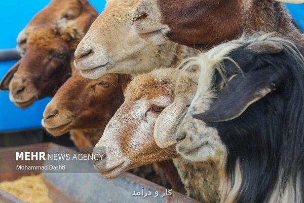 تأخیر پرداخت مطالبات، گندم را خوراک دام کرد