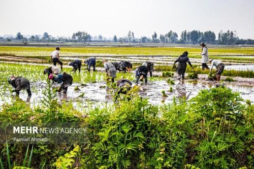 برنج در دام سوءمدیریت ها از عملکرد جزیره ای تا احتکار
