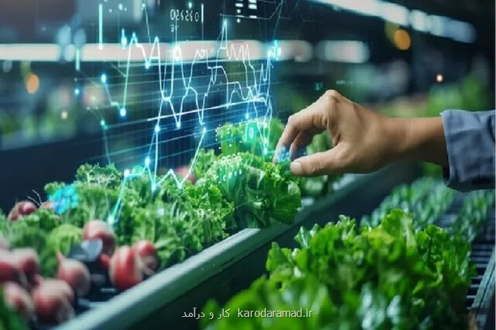 امسال 40 بذر هیبرید معرفی می شود