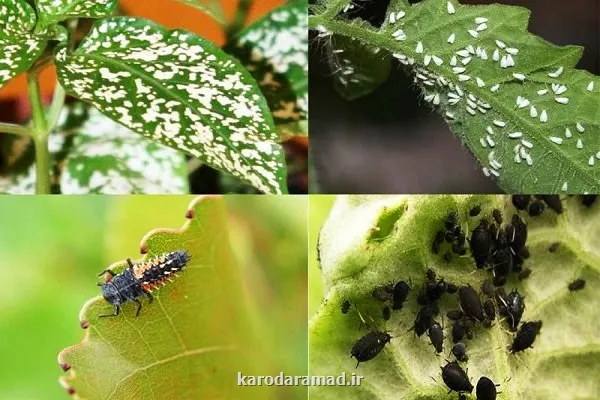آماده باش کامل سازمان حفظ نباتات برای رویارویی با مخاطرات ال نینو