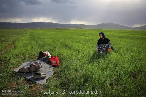 جزئیات دستمزدكارگران كشاورز، مزد كارگر میوه چین روزانه۳۹هزار تومان