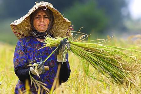 اشتغالزایی بومی ۱۱۴روستای كشور را بدون بیكار كرد