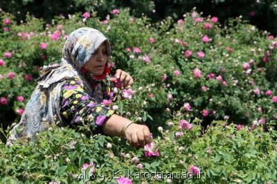 ایجاد 135 هزار فعالیت اقتصادی با وام اشتغال روستایی