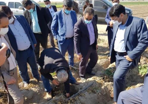 ۷۰۰ هكتار مزرعه سیب زمینی در رودبارجنوب گرفتار سرمازدگی شد