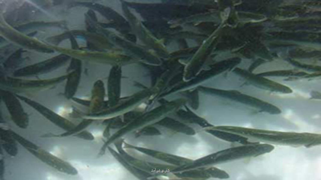 اجرای پروژه پرورش ماهی سفید با آب شیرین و لب شور دریای خزر در گیلان